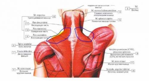 Динамический нейро-фасциальный релиз (ДНФР)