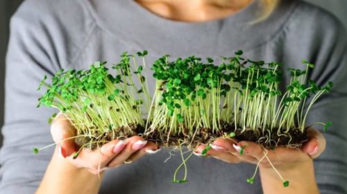 Энергетическое питание: микрозелень, проростки, дикоросы. Мегаэффективно. Просто (Ирина Черепанова)