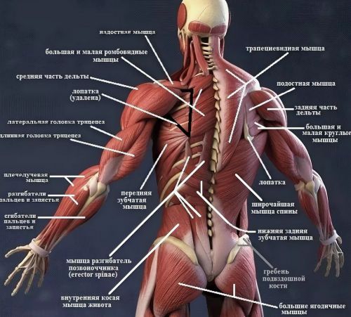 Функциональная анатомия мышц (Андрей Мочало)