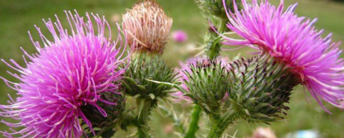 [Академия здоровья] Инструкция по эксплуатации печени (Елена Бахтина)