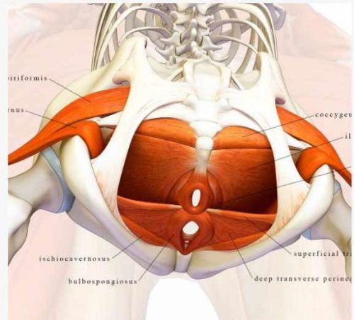[Думайдвигайся] Тазовое дно (Анна Воронина, Антон Шапочка)