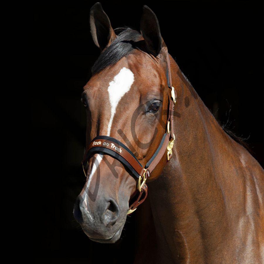 Недоуздок Back on Track Werano коричневый