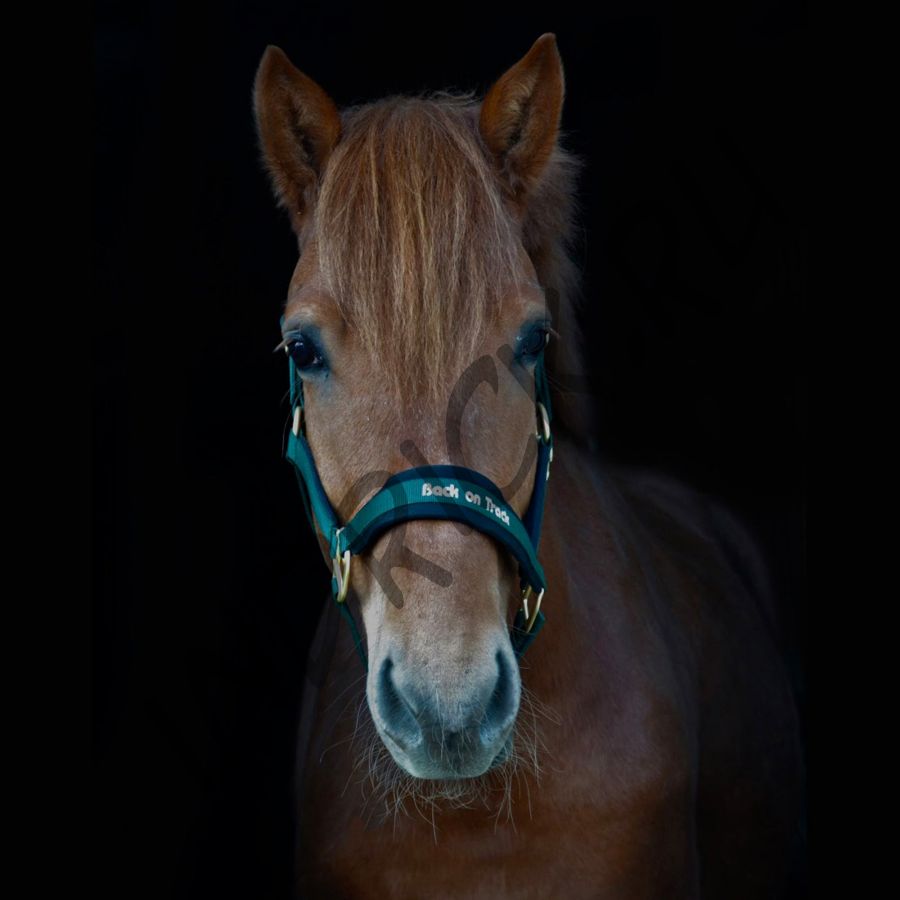 Недоуздок Back on Track Werano зеленый