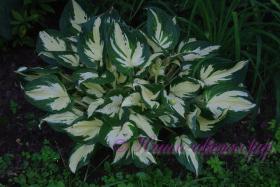 Хоста в ассортименте / Hosta mix of varieties