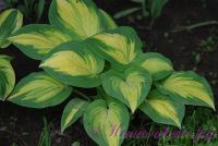 Хоста 'Вайервинд' / Hosta 'Whirlwind'