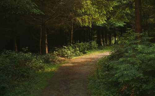 Профессионал фотообработки (Алексей Кузьмичев)