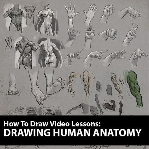 Как рисовать: рисуем анатомию человека / How to Draw: Drawing Human Anatomy (Аарон Блейз)