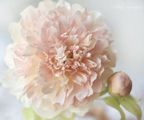 Видео курс пион 'Shabby peonies' (Алена Семенова)