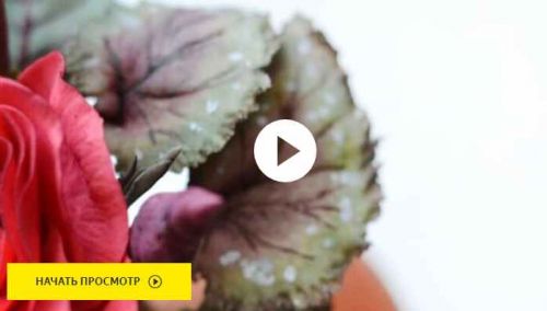 [Где торт?] Лист Бегонии из сахарной мастики (Евгения Бочарова)