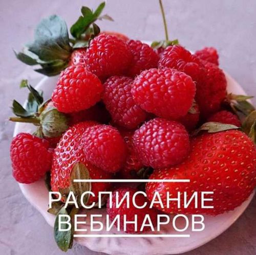 [Кондитерка] Тарталетки Тирамису (veryirresistible18)