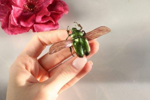 Зелёный жук-бронзовка из холодного фарфора (laflorterra)