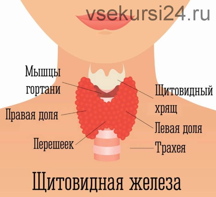 Щитовидная железа. Профилактика и восстановление.