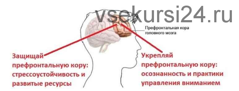 Курс Стресс. Осознанная стрессоустойчивость (Андрей Беловешкин)