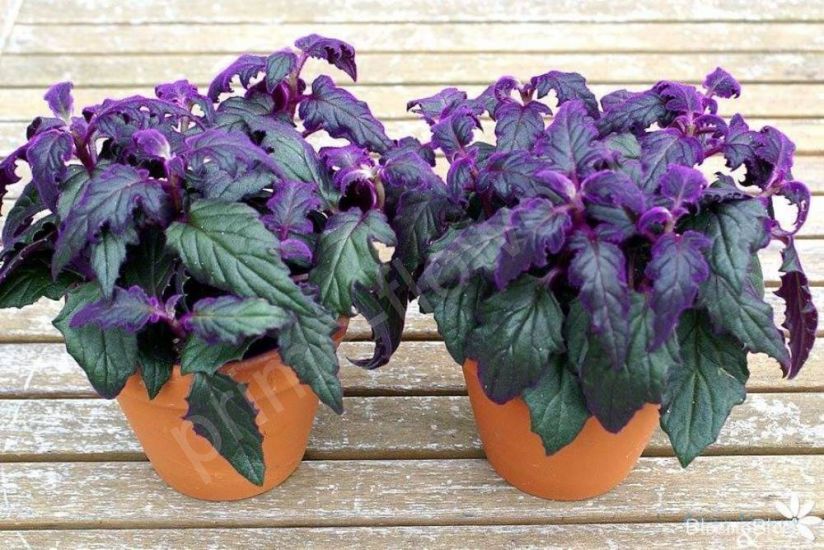 Гинура плетеносная