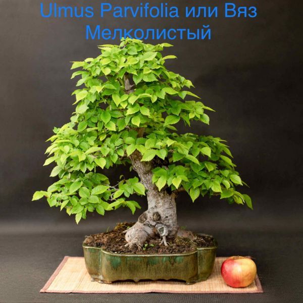 Ulmus Parvifolia или Вяз Мелколистый