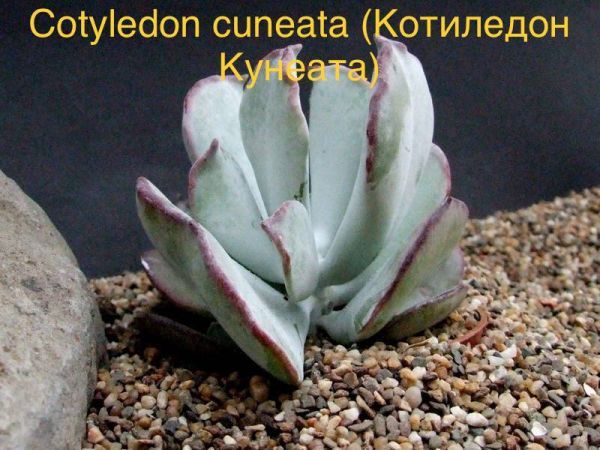 Котиледон Кунеата (Cotyledon cuneata).