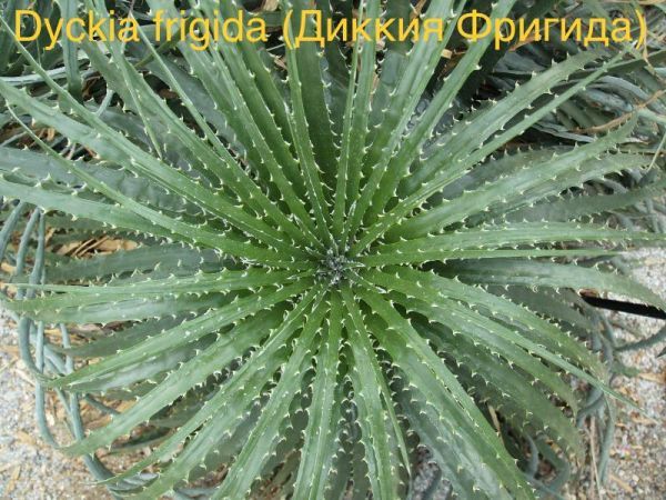 Диккия Фригида (Dyckia frigida).