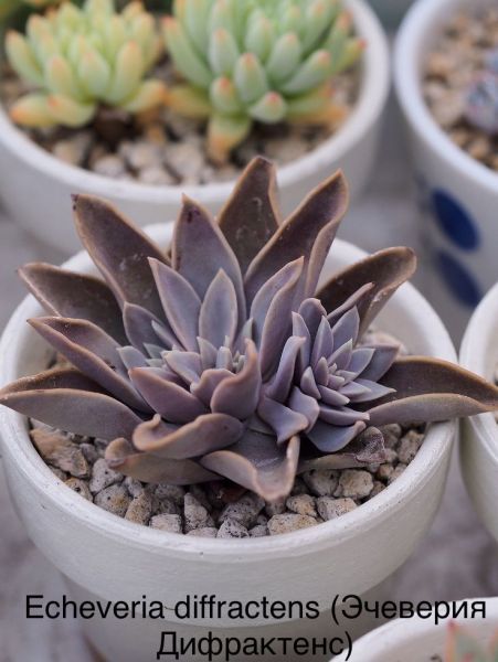 Эчеверия Дифрактенс, Эхеверия Дифрактенс (Echeveria diffractens).