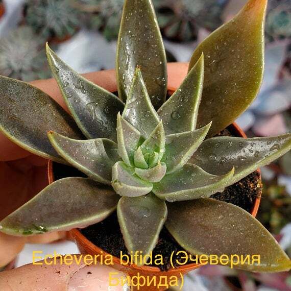 Эчеверия Бифида, Эхеверия Бифида (Echeveria bifida).