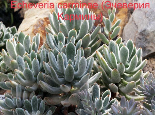 Эчеверия Кармины, Эхеверия Кармины (Echeveria carminae).