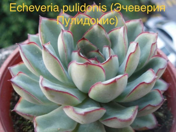 Эчеверия Пулидонис, Эхеверия Пулидонис (Echeveria pulidonis).