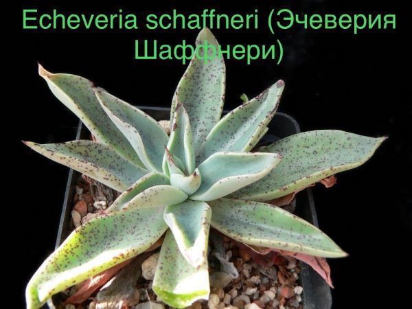 Эчеверия Шаффнери, Эхеверия Шаффнери (Echeveria schaffneri).