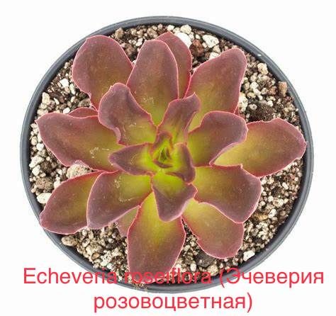 Эчеверия розовоцветная, Эхеверия розовоцветковая (Echeveria roseiflora).