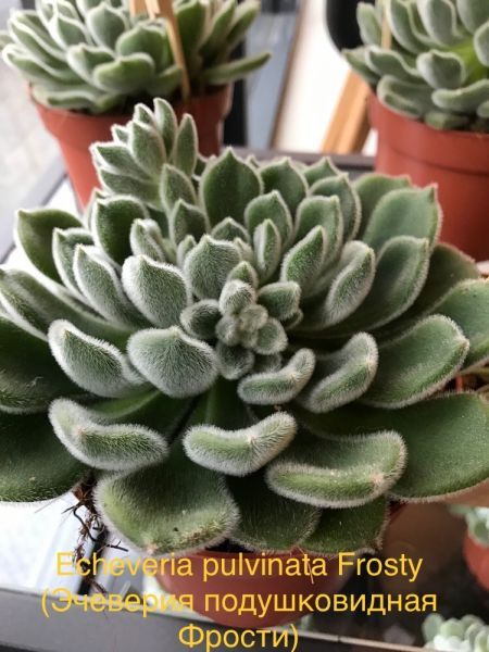 Эчеверия подушковидная Фрости, Эхеверия Пульвината Фрости (Echeveria pulvinata Frosty).