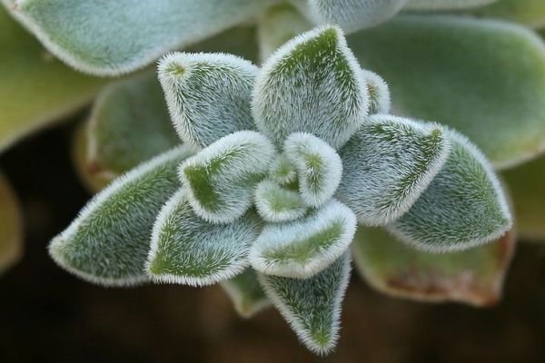 Эчеверия подушковидная Фрости, Эхеверия Пульвината Фрости (Echeveria pulvinata Frosty).