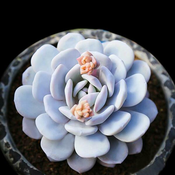 Эчеверия Лау, Эхеверия Лауи (Echeveria laui).