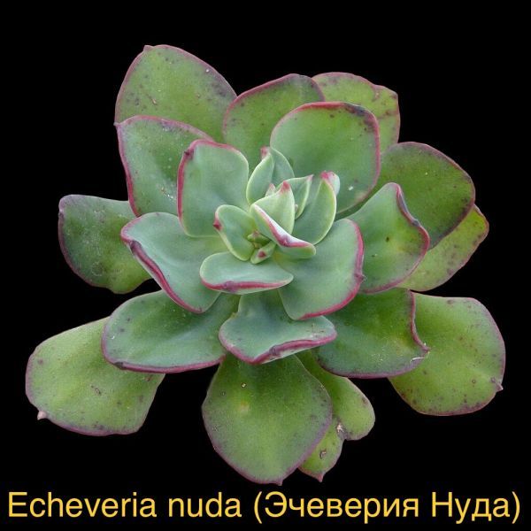 Эчеверия обнаженная, Эхеверия Нуда (Echeveria nuda).