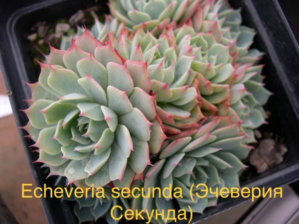 Эчеверия Секунда, Эхеверия однобокая, Эчеверия серая (Echeveria secunda).