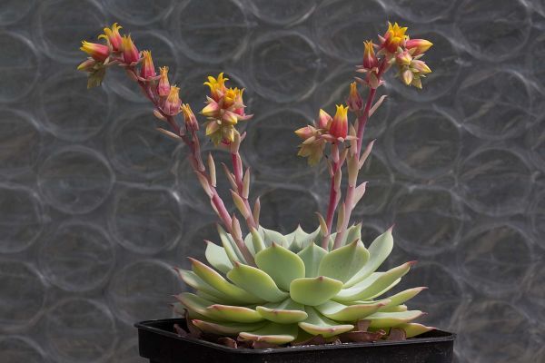 Эчеверия Секунда, Эхеверия однобокая, Эчеверия серая (Echeveria secunda).
