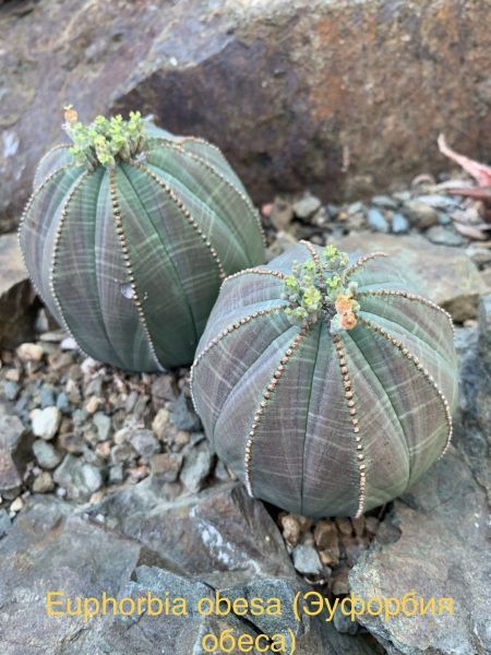 Эуфорбия обеса, Молочай тучный, Молочай пухлый (Euphorbia obesa).