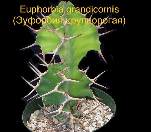 Эуфорбия крупнорогая, Молочай Грандикорнис (Euphorbia grandicornis).