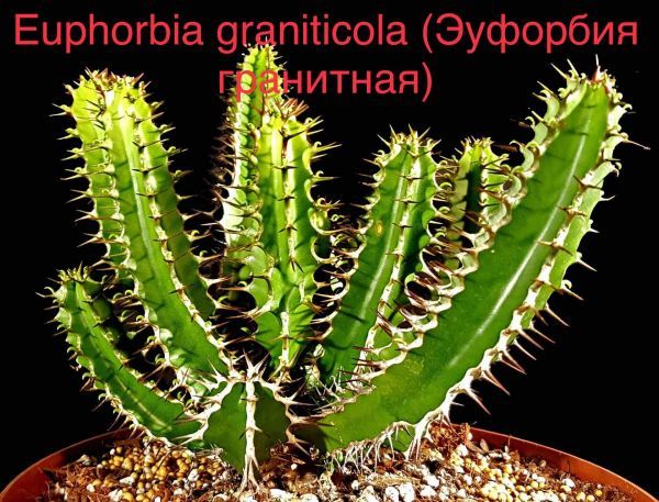 Эуфорбия каменная, Молочай гранитный (Euphorbia graniticola).