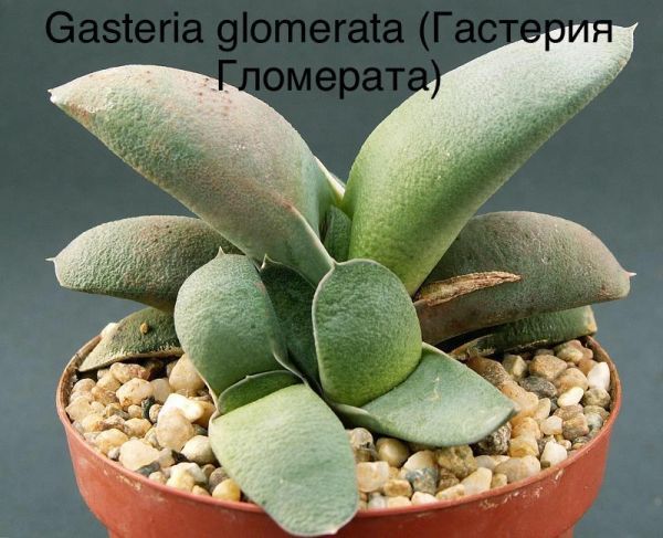 Гастерия Гломерата (Gasteria glomerata)