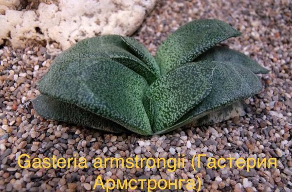 Гастерия Армстронга (Gasteria armstrongii).