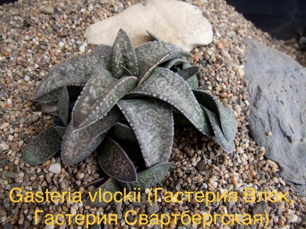 Гастерия Влок, Гастерия Свартбергская (Gasteria vlockii).