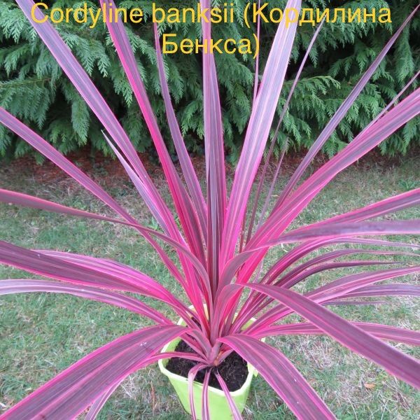 Кордилина Бенкса (Cordyline banksii).