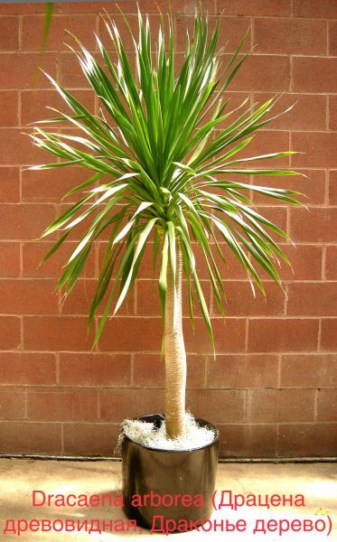 Драцена древовидная, Драконье дерево (Dracaena arborea).