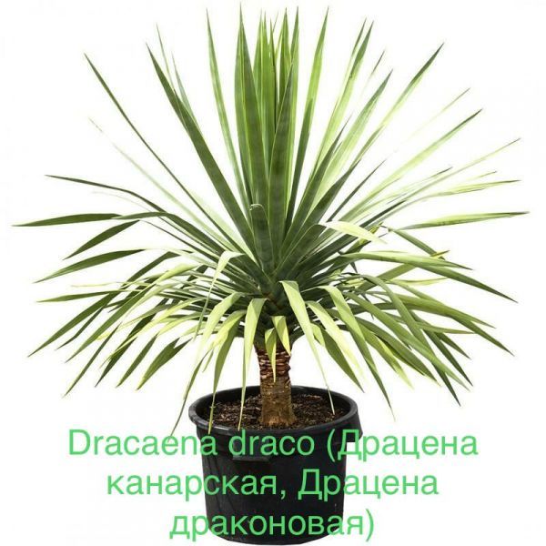 Драцена канарская, Драцена драконовая (Dracaena draco).