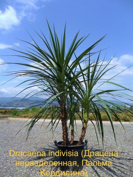 Драцена неразделенная, Кордилина неразделенная, Пальма Кордилина (Dracaena indivisia).