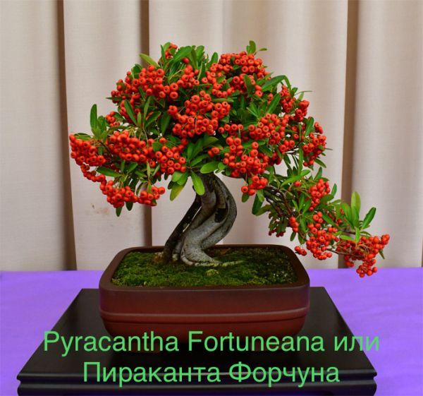 Pyracantha Fortuneana или Пираканта Форчуна