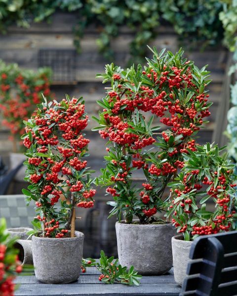 Pyracantha Fortuneana или Пираканта Форчуна