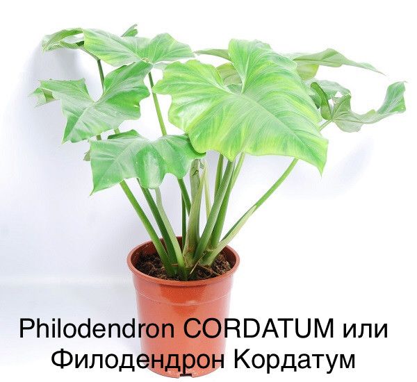 Philodendron CORDATUM или Филодендрон Кордатум