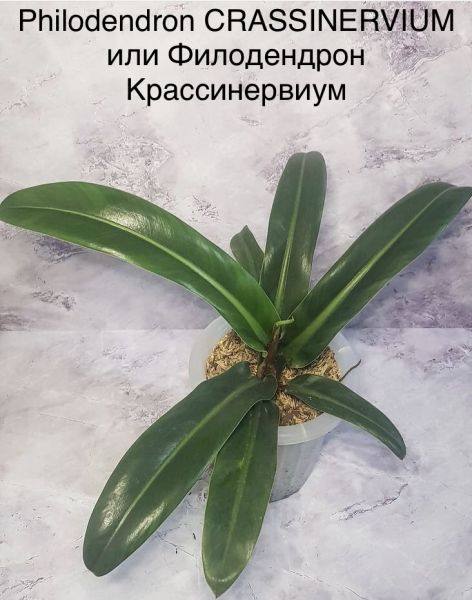 Philodendron CRASSINERVIUM или Филодендрон Крассинервиум