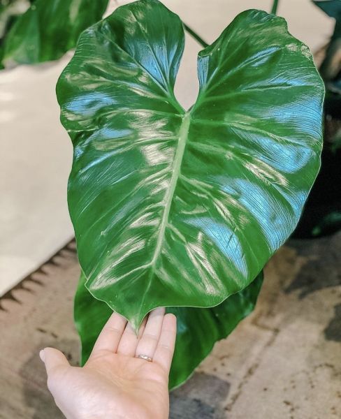 Philodendron GIGANTEUM или Филодендрон Гигантский