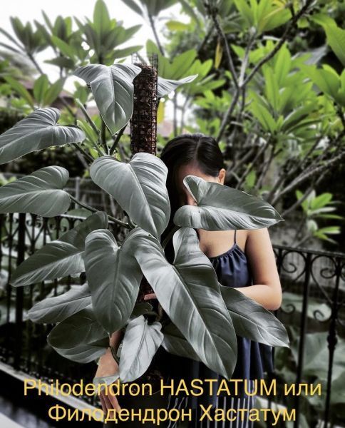 Philodendron HASTATUM или Филодендрон Хастатум