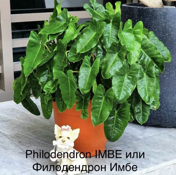 Philodendron IMBE или Филодендрон Имбе